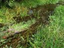 糸魚（イトヨ）生息地 （田谷川） 吉沢 大田原 栃木