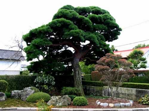 国井宅赤松 八木沢 栃木