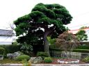 国井宅赤松 八木沢 栃木