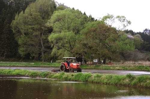 遊行柳 芦野 那須町 栃木