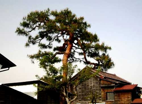 優陽の松（雄飛の松） 天神町角 白河市 福島