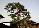 優陽の松（雄飛の松） 天神町角 白河市 福島