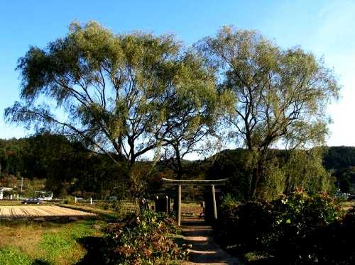 遊行柳 芦野 栃木