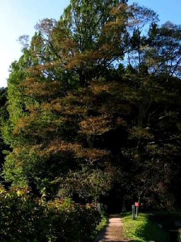 上の宮「いちょう」 芦野 栃木