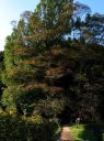 上の宮「いちょう」 芦野 栃木