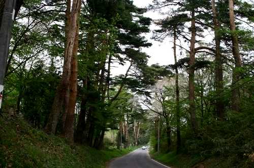 五本松並木 踏瀬（ふませ） 泉崎村 西白河郡