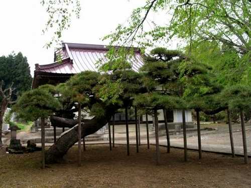 山王寺の臥竜の松 大和内 矢吹町 西白河郡 福島