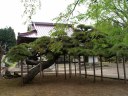 山王寺の臥竜の松 大和内 矢吹町 西白河郡 福島