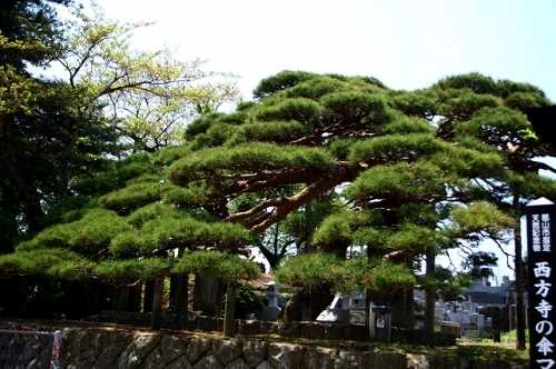 西方寺の笠松 日和田町 郡山市