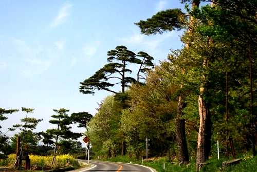 松並木 高倉 日和田町 郡山市