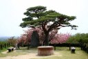 智恵子の杜公園 油井 安達町 安達郡