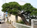 本陣のクロマツ 大町 本宮町 安達郡