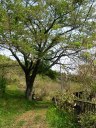 七夜桜 杉田町 二本松市