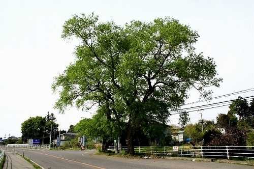 二本柳・由来碑 県道１１４号沿い 二本柳 安達町 安達郡