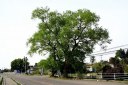 二本柳・由来碑 県道１１４号沿い 二本柳 安達町 安達郡