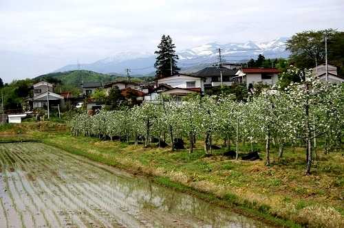 りんご園 若宮 松川町浅川 福島市