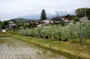りんご園 若宮 松川町浅川 福島市