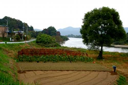 内余川（左：旧道 右：白石川） 船迫 柴田町