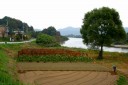 内余川（左：旧道 右：白石川） 船迫 柴田町