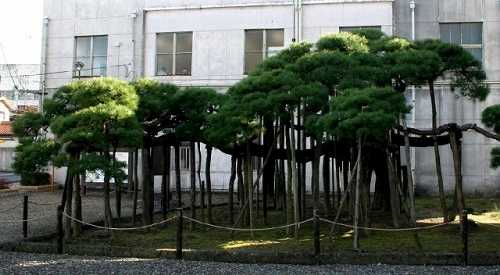衣笠の松 増田公民館前 増田４丁目 名取市
