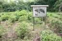 とみや茶畑 富谷町 富谷町 黒川郡 宮城県