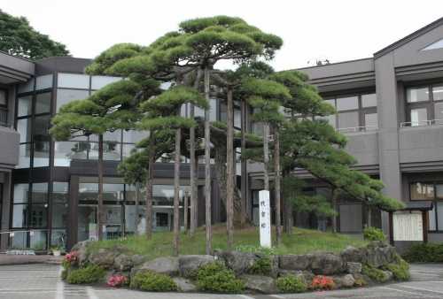 代官松 富谷狸屋敷 富谷町 黒川郡 宮城県