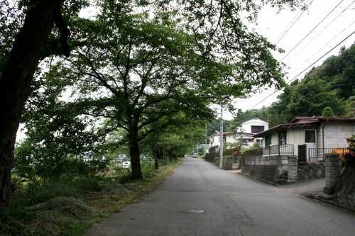 旧奥州街道 桜並木 折居町 水沢区 奥州市 岩手県