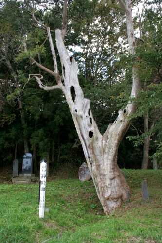 逆ヒバ 石鳥谷町小森林 花巻市 岩手県