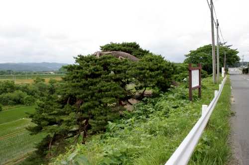 奥州街道名残の松 外台 花巻市 岩手県