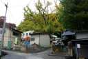 実相寺の公孫樹 一戸大沢 一戸町 二戸郡 岩手県