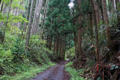 旧奥州街道 一戸大越田 一戸町 二戸郡 岩手県