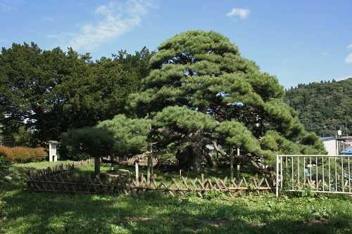関根の松 川守田関根 三戸町 三戸郡 青森県