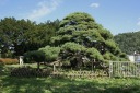 関根の松 川守田関根 三戸町 三戸郡 青森県