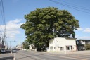 土手山神社大ケヤキ 三本木北平 十和田市 青森県