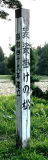 袈裟掛けの松 森田 洞内 十和田市 青森県