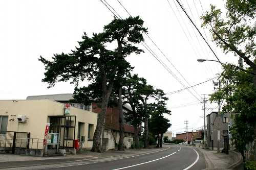 松並木 野内菊川 青森市 青森県