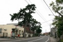 松並木 野内菊川 青森市 青森県