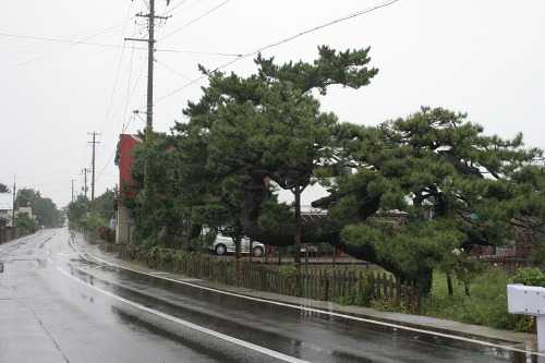昇龍の松 不浪知 六枚橋 青森市 青森県