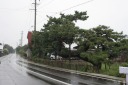 昇龍の松 不浪知 六枚橋 青森市 青森県