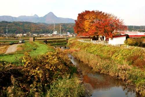 茂沢川 八木原/中村 渋川市 群馬県