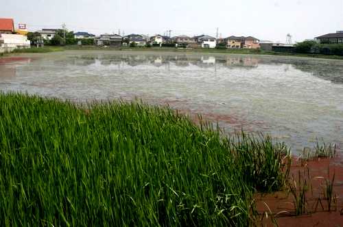 駅（ウマヤ）ケ池 野口 野口町