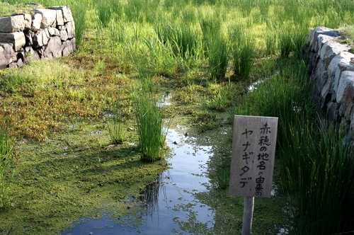 ヤナギタデ 赤穂城跡公園 赤穂市