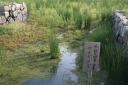 ヤナギタデ 赤穂城跡公園 赤穂市
