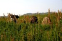 石仏 百聞川堤防 藤原西町１丁目 岡山市中区 岡山県