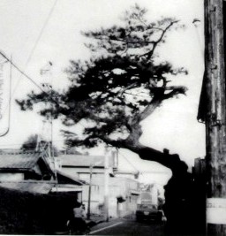 街道の松 井口３丁目 西区 広島市 広島県