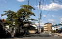 街道松 桜尾本町 廿日市市 広島県