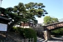 槍倒し（やりこかし）松 横山２丁目 岩国市 山口県