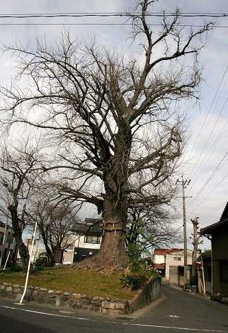 御神木(御旅所跡)大いちょう 馬場町 津島市 愛知県