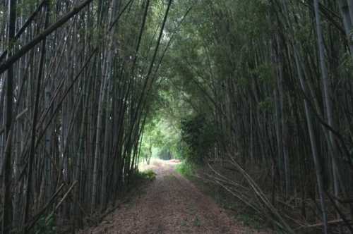 旧道 寺尻 日野町 蒲生郡 旧御代参街道
