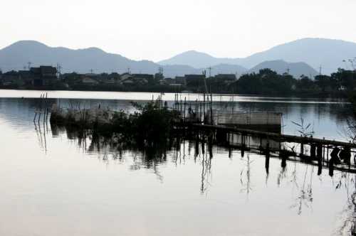 西の湖 下豊浦 安土町 蒲生郡